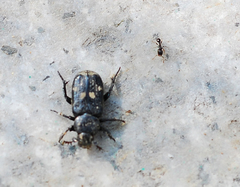 Tetramorium tsushimae