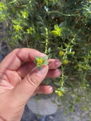 Euphorbia schizoloba