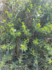 Euphorbia schizoloba