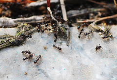 Tetramorium tsushimae