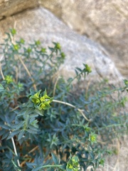 Euphorbia schizoloba