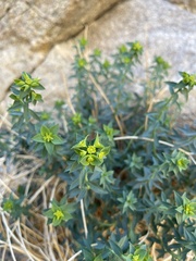 Euphorbia schizoloba