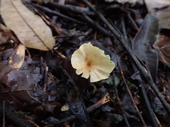 Cotylidia aurantiaca