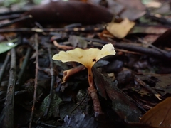 Cotylidia aurantiaca