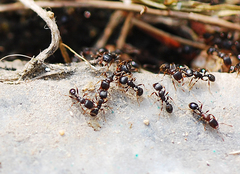 Tetramorium tsushimae