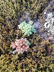 Sedum fuscum