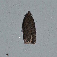Glyphidocera juniperella