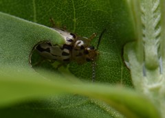 Phola octodecimguttata