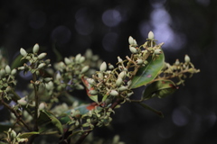 Gaiadendron punctatum
