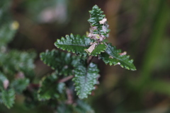 Scrobicaria ilicifolia