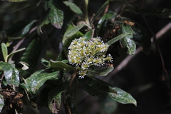 Linochilus tenuifolius