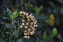 Monticalia pulchella