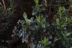 Monticalia pulchella