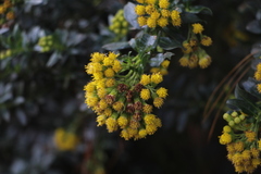 Monticalia corymbosa