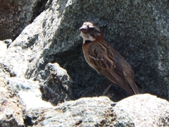 Zonotrichia capensis australis