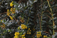 Monticalia corymbosa