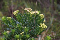 Monticalia pulchella