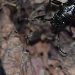 Closterotomus biclavatus