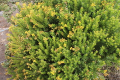 Monticalia corymbosa