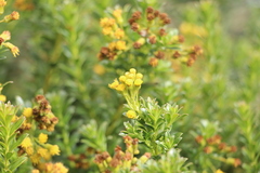 Monticalia corymbosa