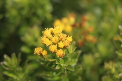 Monticalia corymbosa