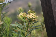 Monticalia pulchella