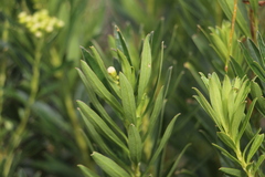 Monticalia pulchella