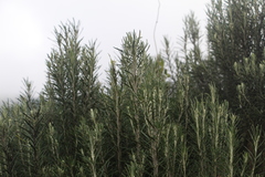 Linochilus rosmarinifolius