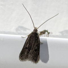 Lecithocera terrigena