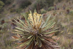 Espeletia guacharaca