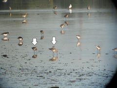 Limosa limosa islandica