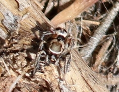 Habronattus formosus
