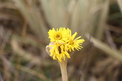 Espeletia congestiflora