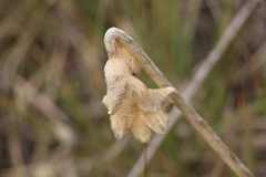 Espeletia congestiflora