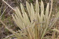 Espeletia congestiflora