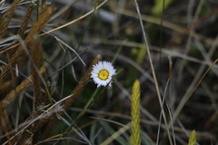 Oritrophium peruvianum