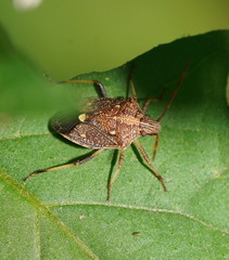 Oncocoris apicalis