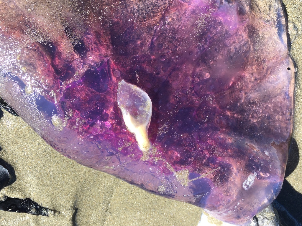 Alepas pacifica