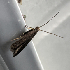 Lecithocera terrigena