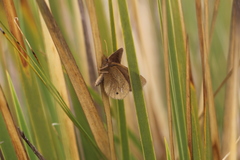 Idioneurula erebioides