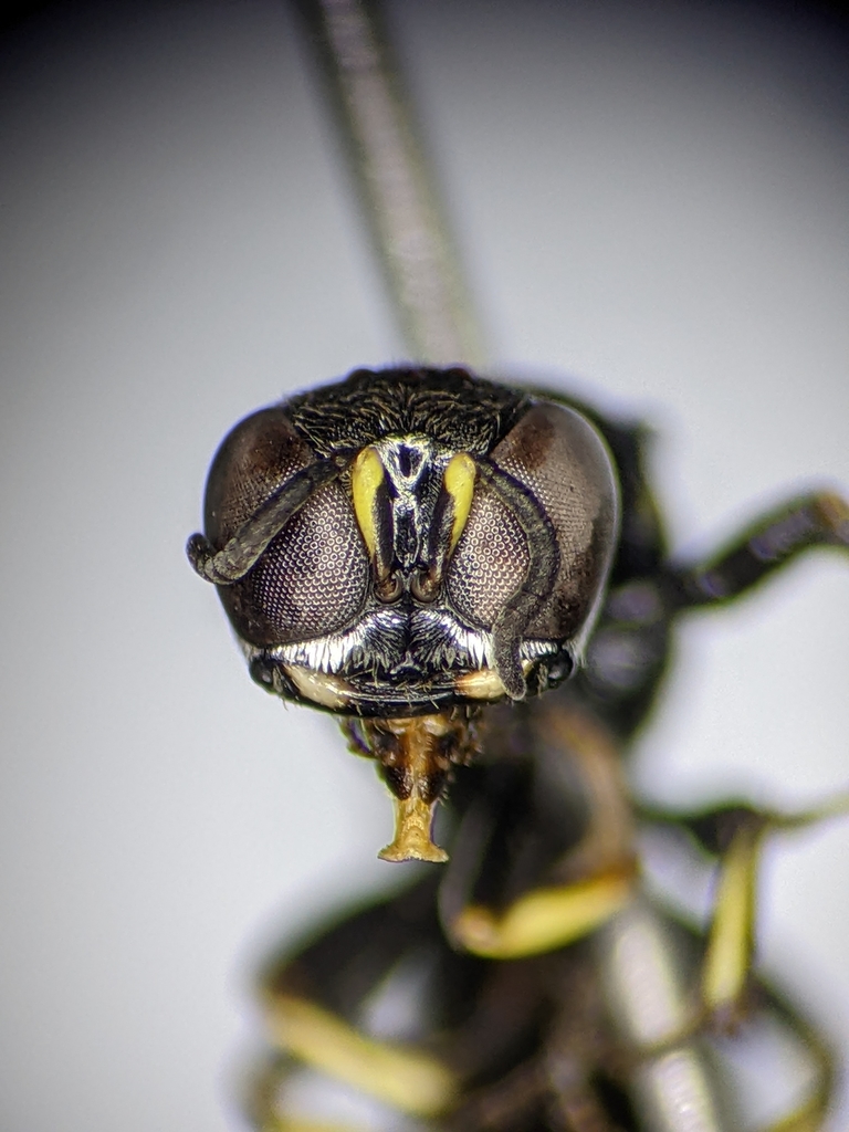 Ectemnius borealis
