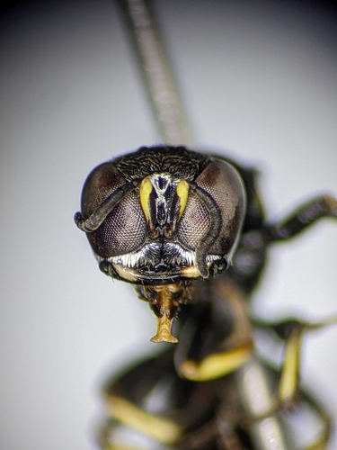Ectemnius borealis