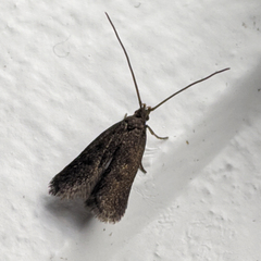 Lecithocera terrigena