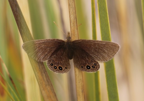 Idioneurula erebioides