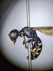 Ectemnius borealis