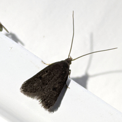 Lecithocera terrigena