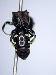 Ectemnius borealis