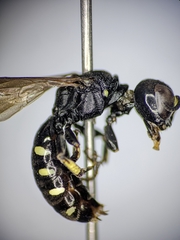 Ectemnius borealis