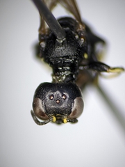 Ectemnius borealis