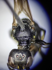 Ectemnius borealis